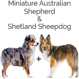 Shel-Aussie Dog
